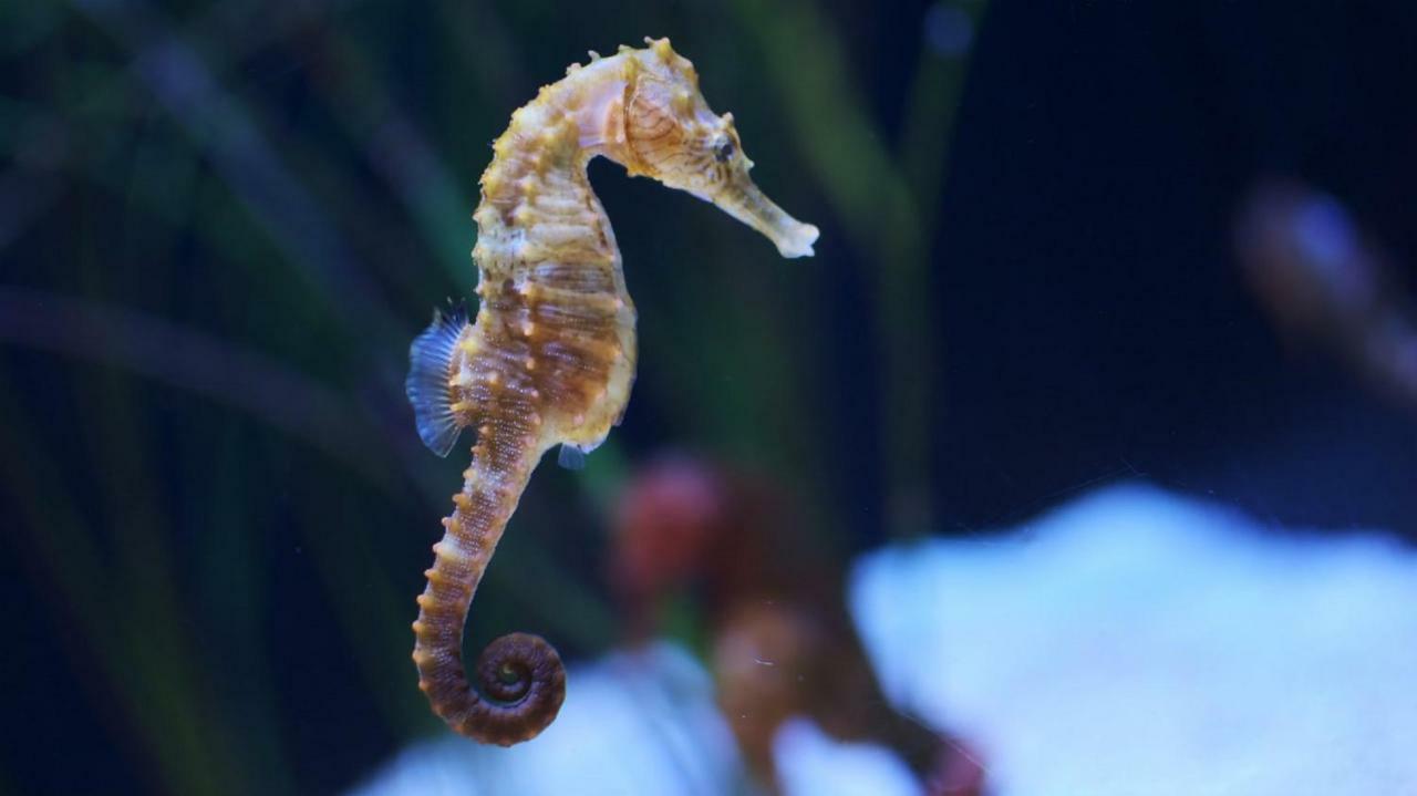 L'Hippocampe Apartamento Sète Exterior foto